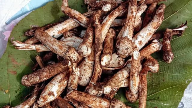Goan Olmi Mushrooms: 5 Dishes To Make With The Monsoon Fungi