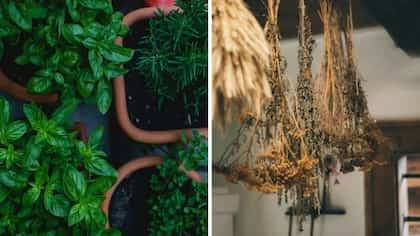 Fresh Herbs Vs Dried Herbs: A Guide To Understanding Usage For Maximum Flavour