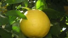 Be A Pomelo Pro! Get the Most Out of This Winter Citrus Fruit