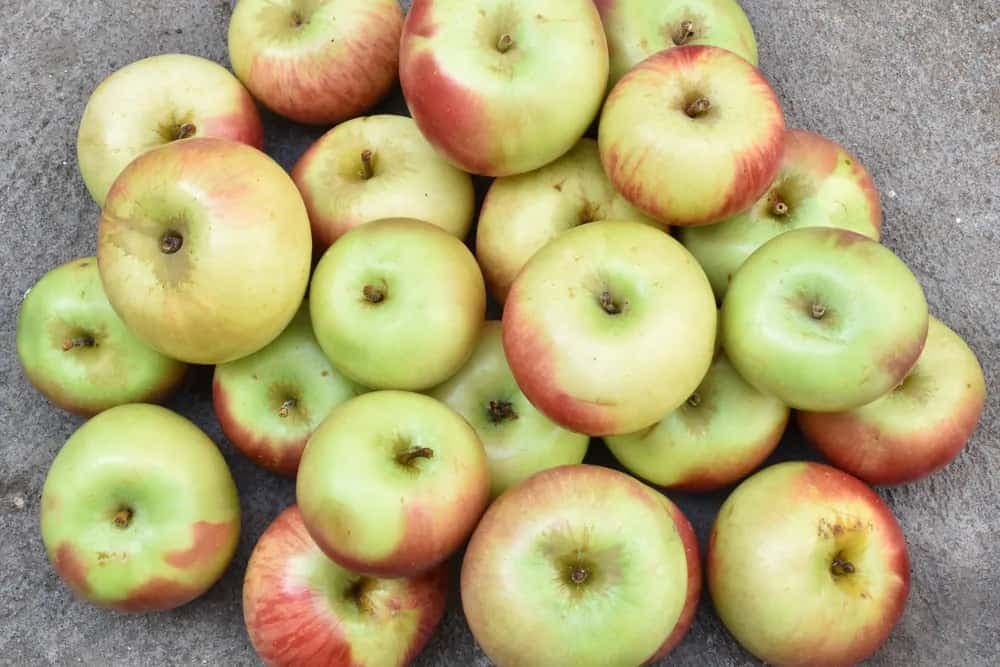 Ambri Apple 