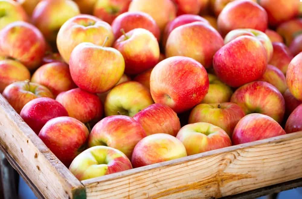 Honeycrisp 