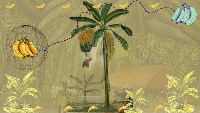 Of Hats, Hothouses & Hegemony: The Colonial Story Of The Banana