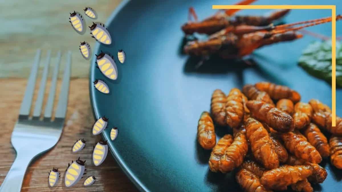 Grub’s Up: Why Insects Might Be The Future Of Food