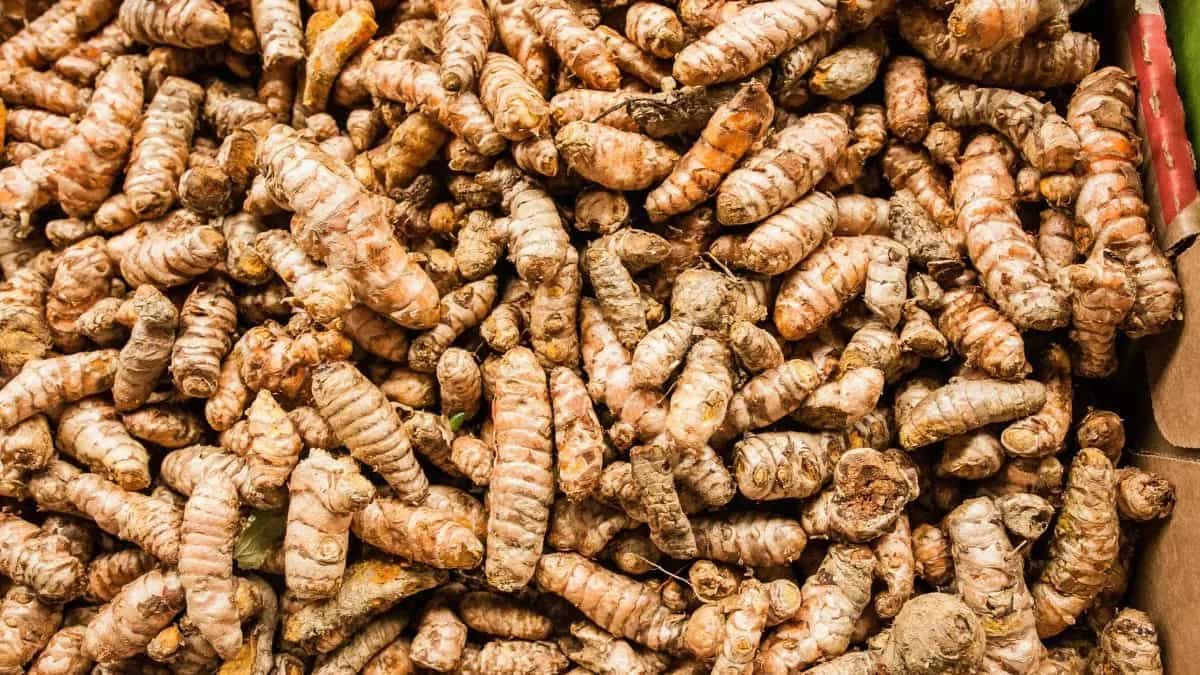 GI Tag Application Accepted For Telangana's Armoor Turmeric