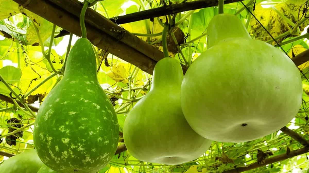Bottle Gourd