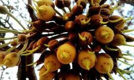 The Power of 5 Indian Edible Flowers