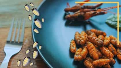 Grub’s Up: Why Insects Might Be The Future Of Food