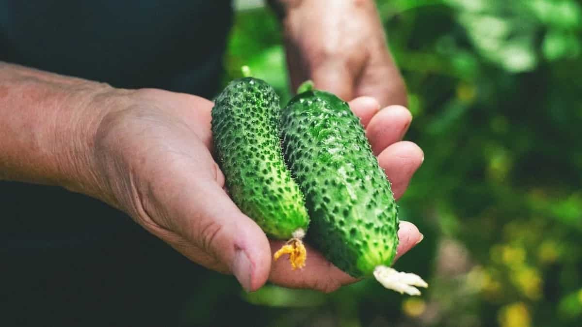Cucumber